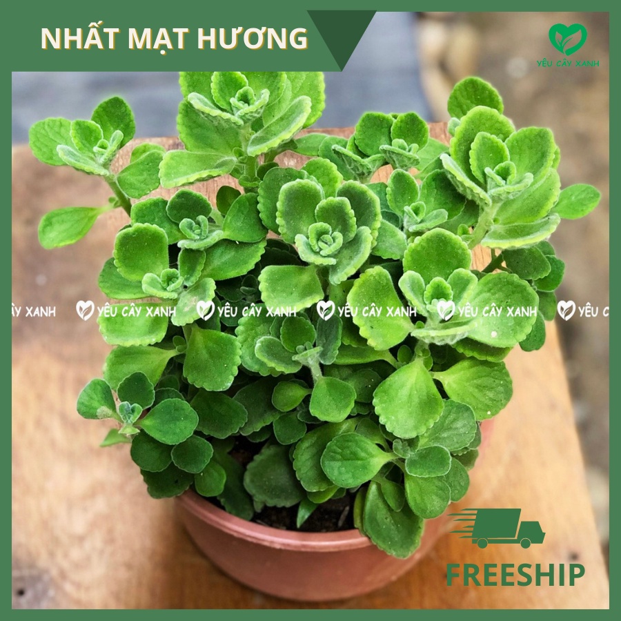 Cây Nhất Mạt Hương - Cây Sen Thơm cây có lá toả hương thơm, ngoài ra con giúp đuổi muỗi