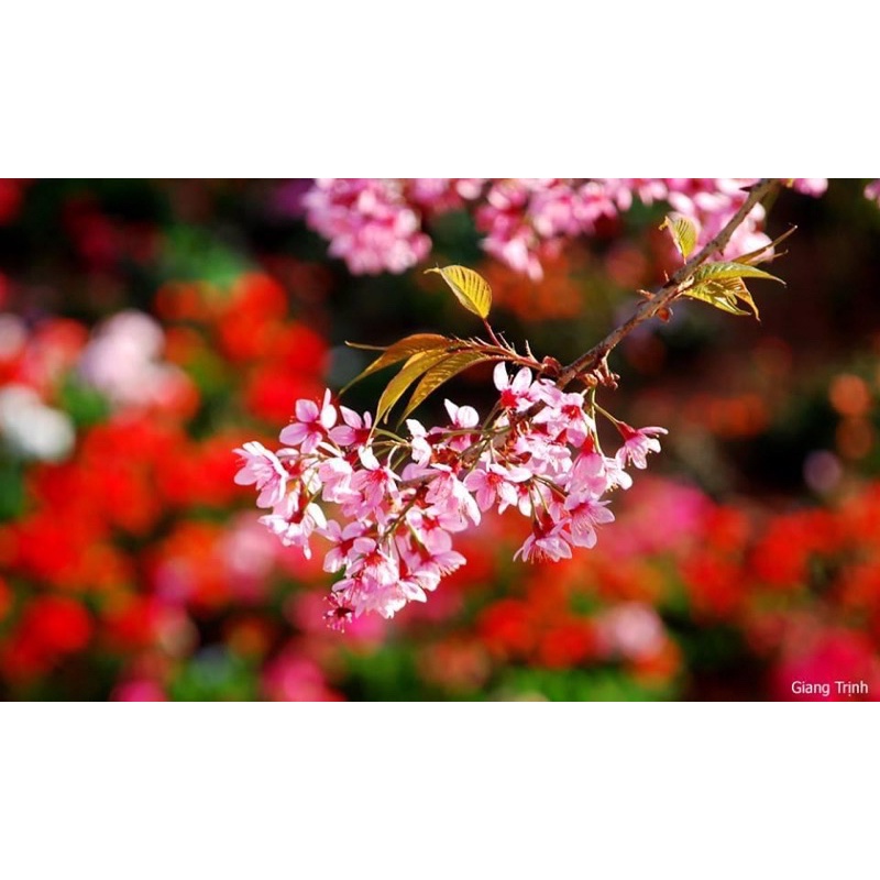 CÂY HOA MAI ANH ĐÀO CÂY ĐẸP CAO 40-60cm