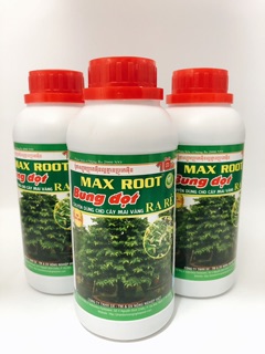 BUNG ĐỌT RA RỄ MAI VÀNG