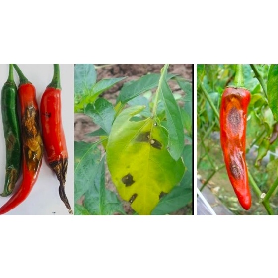 Chế phẩm xử lý nấm bệnh sương mai, vàng lá, thán thư, thối rễ Ridomin  35g