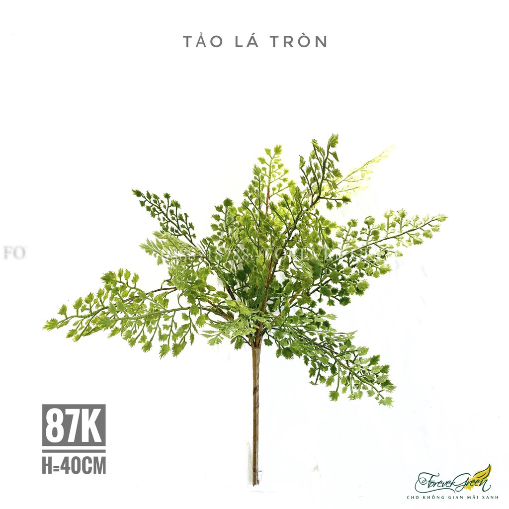 Tảo Lá Tròn Giả