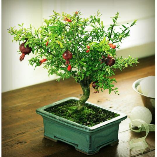 Sản phẩm Cây giống LỰU LÙN (LỰU LÙN BONSAI) + Tặng (0,3kg) phân hữu cơ cao cấp