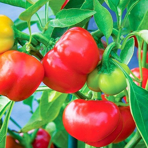 Hạt giống ớt chuông Hạt giống Ớt Chuông Ngọt nhiều màu, trái sai, trồng quanh năm