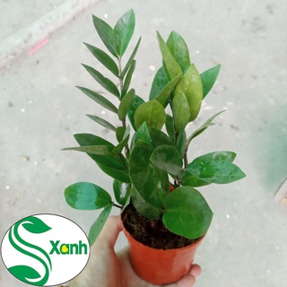 CÂY KIM TIỀN ĐỂ BÀN CHẬU NHỰA ĐỎ