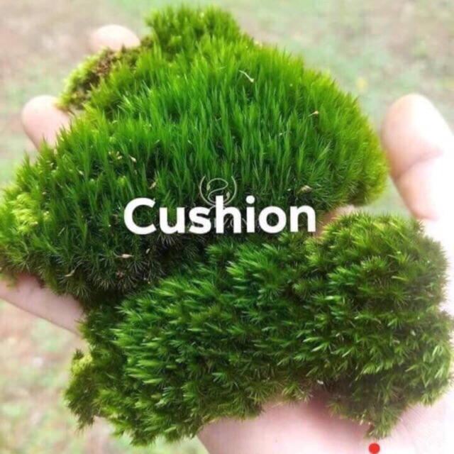 RÊU CUSHION - RÊU CẠN LÀM HỒ NON BỘ HỒ BÁN CẠN