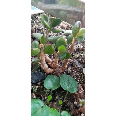 Cây sen đá Adromischus thụ