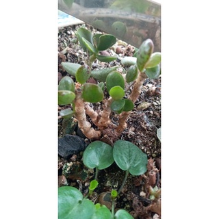 Cây sen đá Adromischus thụ