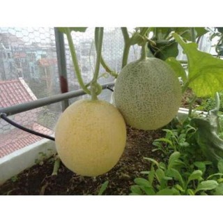 Hạt Giống Dưa Lưới Xanh - 10 hạt