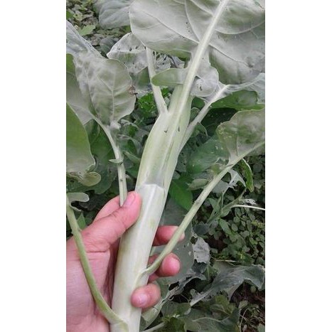 10GR - HẠT GIỐNG CẢI NGỒNG LÀN THÁI LAN &gt;2000H
