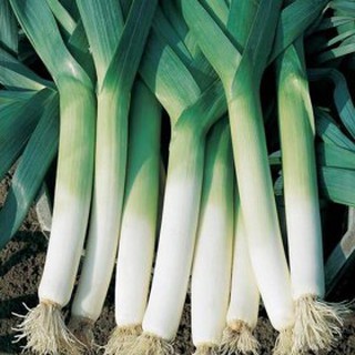 Hạt giống rau Tỏi tây F1