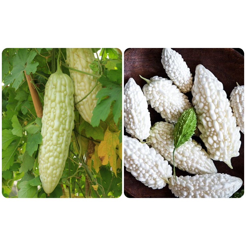 2Gram Hạt Giống Mướp Đắng Trắng Nhật Bản