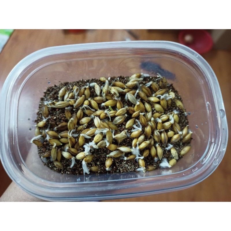 Hạt giống cỏ mèo cỏ lúa mì tiêu búi lông 2 túi 15g