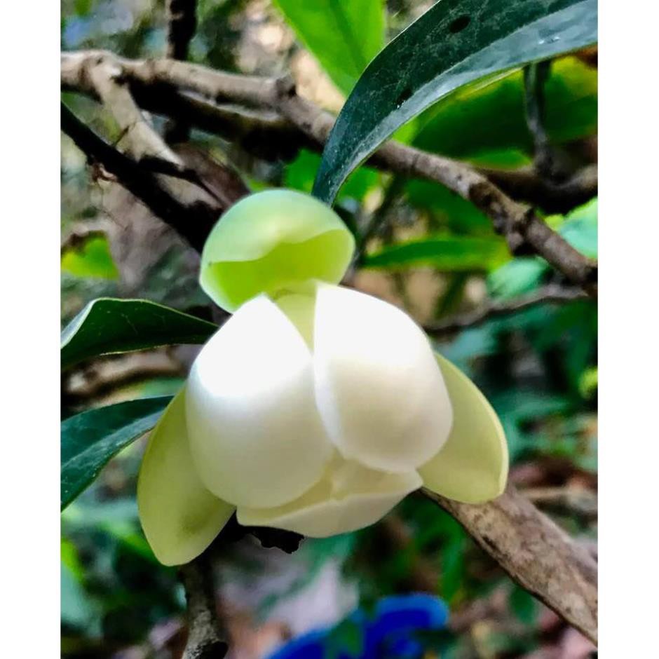 Hoa Hải Đường Trắng -Loài Hoa Hiếm Siêu Đẹp,Bầu Cây Giống Nhỏ + Tặng 01 Cây  Dâu Da Đất( Bòn Bon) Tốt Giá Rẻ