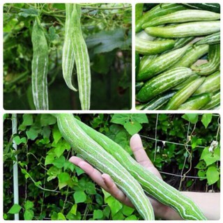 Hạt giống quả mướp Lặc Lày Mướp Nhật Ngắn F1