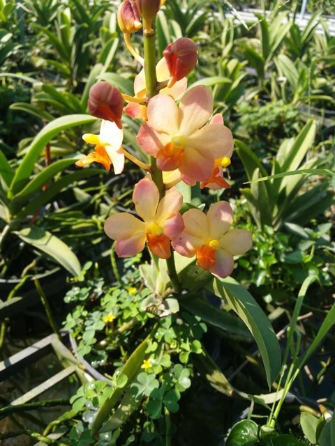 Lan hồ điệp rừng Dorita - cây nhỏ, hoa màu vàng cam rất đẹp