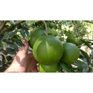 Cây giống cam mật [ cam đường siêu trái,cây ghép cho trái sớm ]