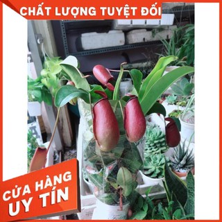 Cây nắp ấm