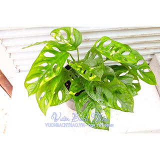 Cây trầu bà lỗ (cây trầu bà cửa sổ)
