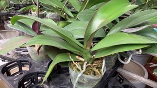 Lan hồ điệp hoa đại gốc