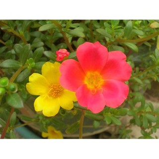 Chậu hoa sam thái, sam mỹ