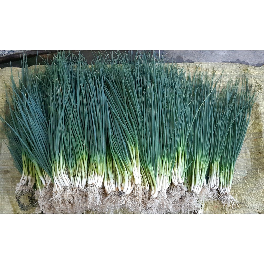 HẠT HÀNH LÁ GỐC TRẮNG - GÓI 2 GRAM