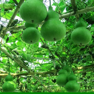 Hạt Giống Bầu Hồ Lô LUCKY SEEDS (10 Hạt)