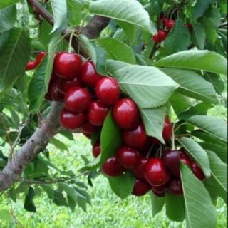 Hạt giống Anh Đào Mỹ (Cherry)