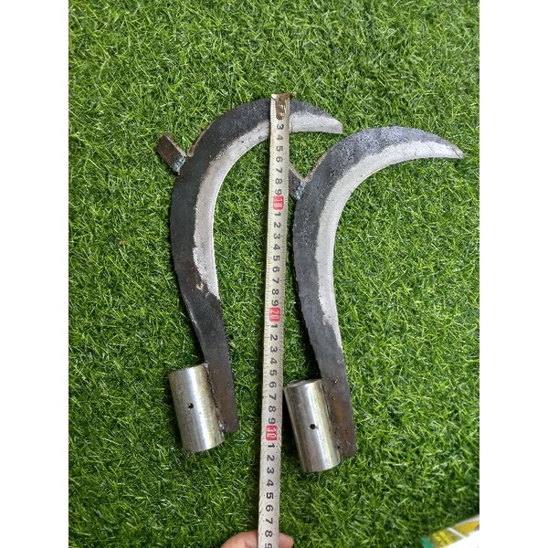 Cu liêm giựt nhánh lớn.
