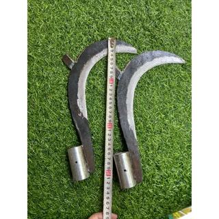 Cu liêm giựt nhánh lớn.