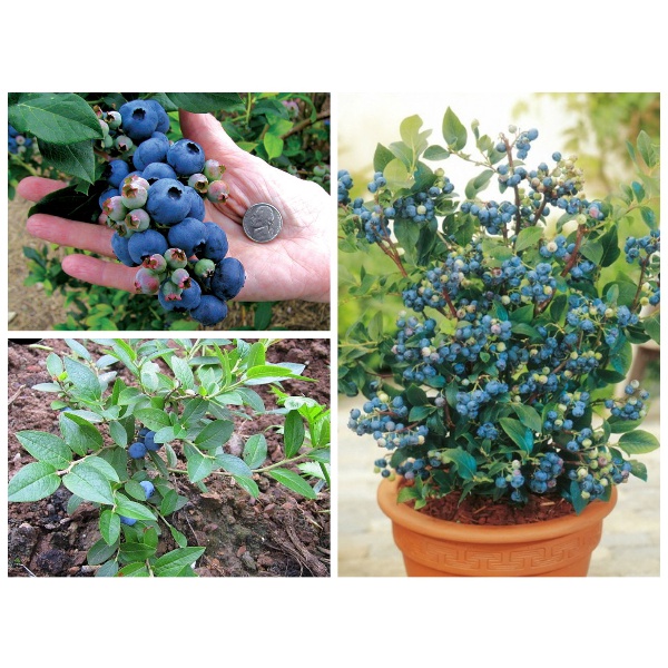 Hạt giống Việt Quất (tặng kèm phân bón)