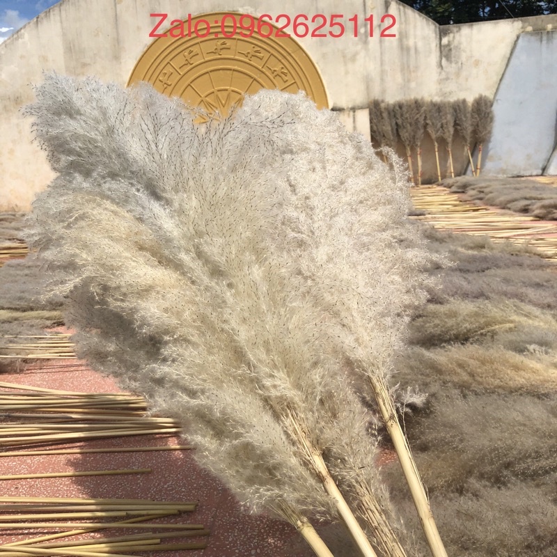 Combo 15 bông lau loại to trang trí decor chụp ảnh,trang trí shop trang tri quán cafe trang trí tiệc cưới sự kiên