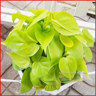 Trầu Bà Thái Vàng - Neon Pothos