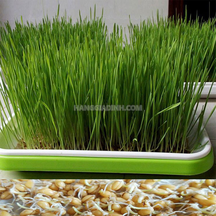 Hạt giống cỏ lúa Mì nhập Italy bao nảy mầm