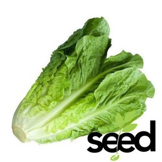 Hạt Giống Xà Lách Romaine Chịu Nhiệt 2 Gram