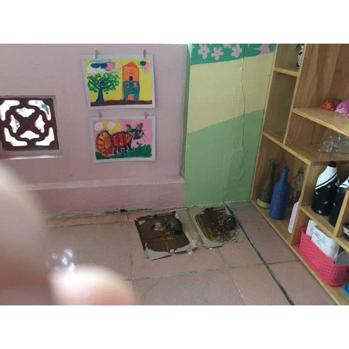 ( HOT ) Bẫy siêu dính chuột (dạng hộp trắng với lớp keo siêu dính)