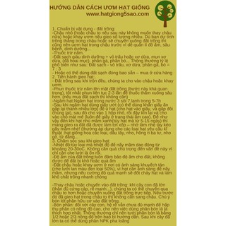 Cải Bẹ Mào Gà RaĐo 101 - Rạng Đông