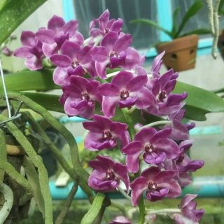 Ngọc điểm Thái - 4 cây 4 màu, cây lớn gấp đôi hình