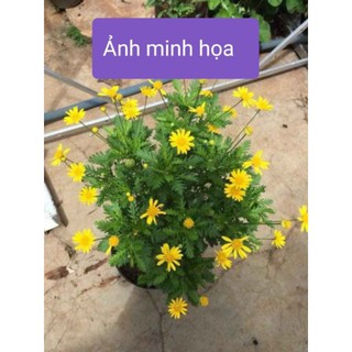 Cây giống cúc thân gỗ hoa màu vàng