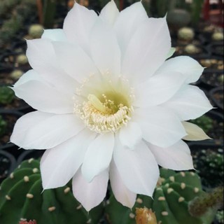 Xương Rồng Echino (sz~5cm)