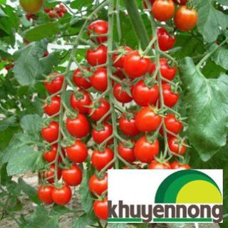 30 hạt giống cà chua chuỗi ngọc