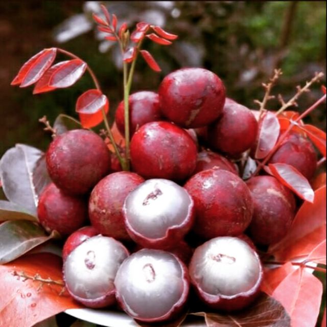 Cây 🌲 Nhãn đỏ... trái đỏ