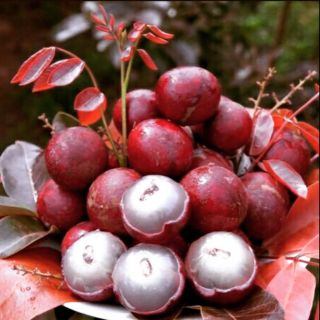Nhãn đỏ...