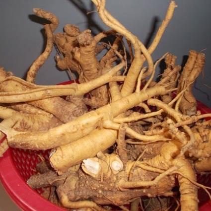 Rễ Đinh Lăng Khô Nguyên Củ ( 1kg)