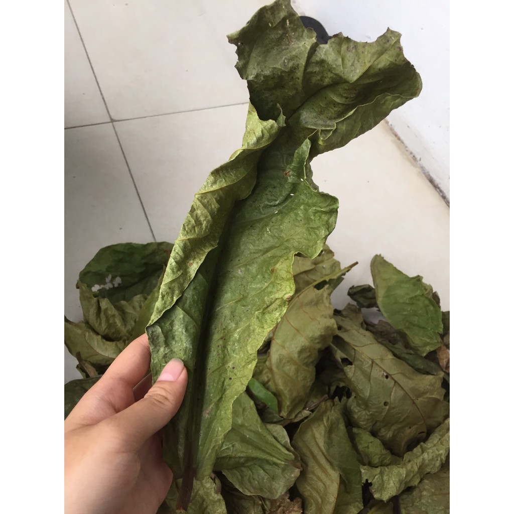 [PHƠI NẮNG TỰ NHIÊN - 100g 50 lá] 100g lá bàng khô giành cho bể cá cảnh: la hán, cá rồng, cá đĩa..