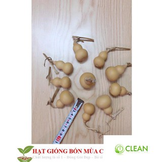 Hạt Giống Bầu Hồ Lô - Mini Siêu Kute 5 HẠT
