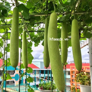 [Hạt giống Đài Loan] Gói 5 hạt Giống bầu dài Longpu Đài Loan - tỷ lệ mầm 95%