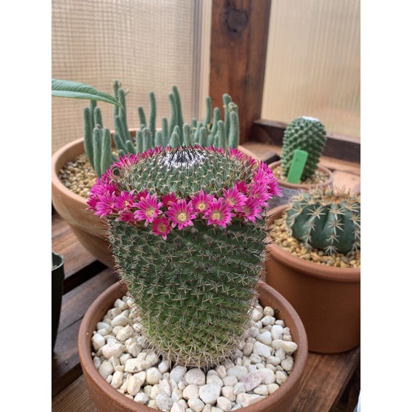 Xương rồng Mammillaria Longiflora siêng hoa.