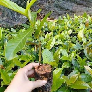 Cây giống hải đường