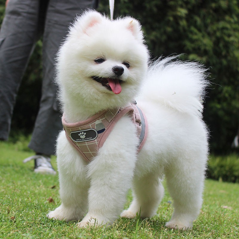 Dây xích cho chó mùa xuân và hè nhỏ Bichon Pomeranian cỡ trung Pug nịt ngực kiểu vest