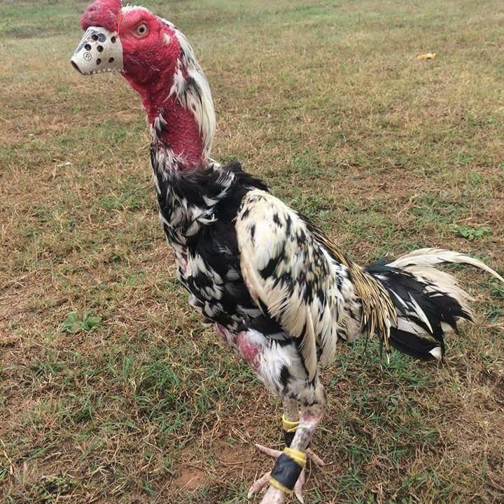 Bịt cựa cho gà đá hàng Thái Lan